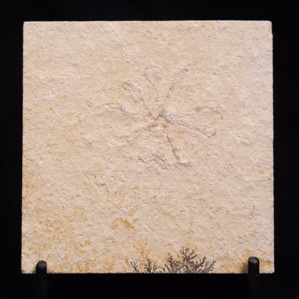 FLOATING CRINOID FOSSIL SACCOCOMA PECTINATA, Jurassic, Germany XFC046