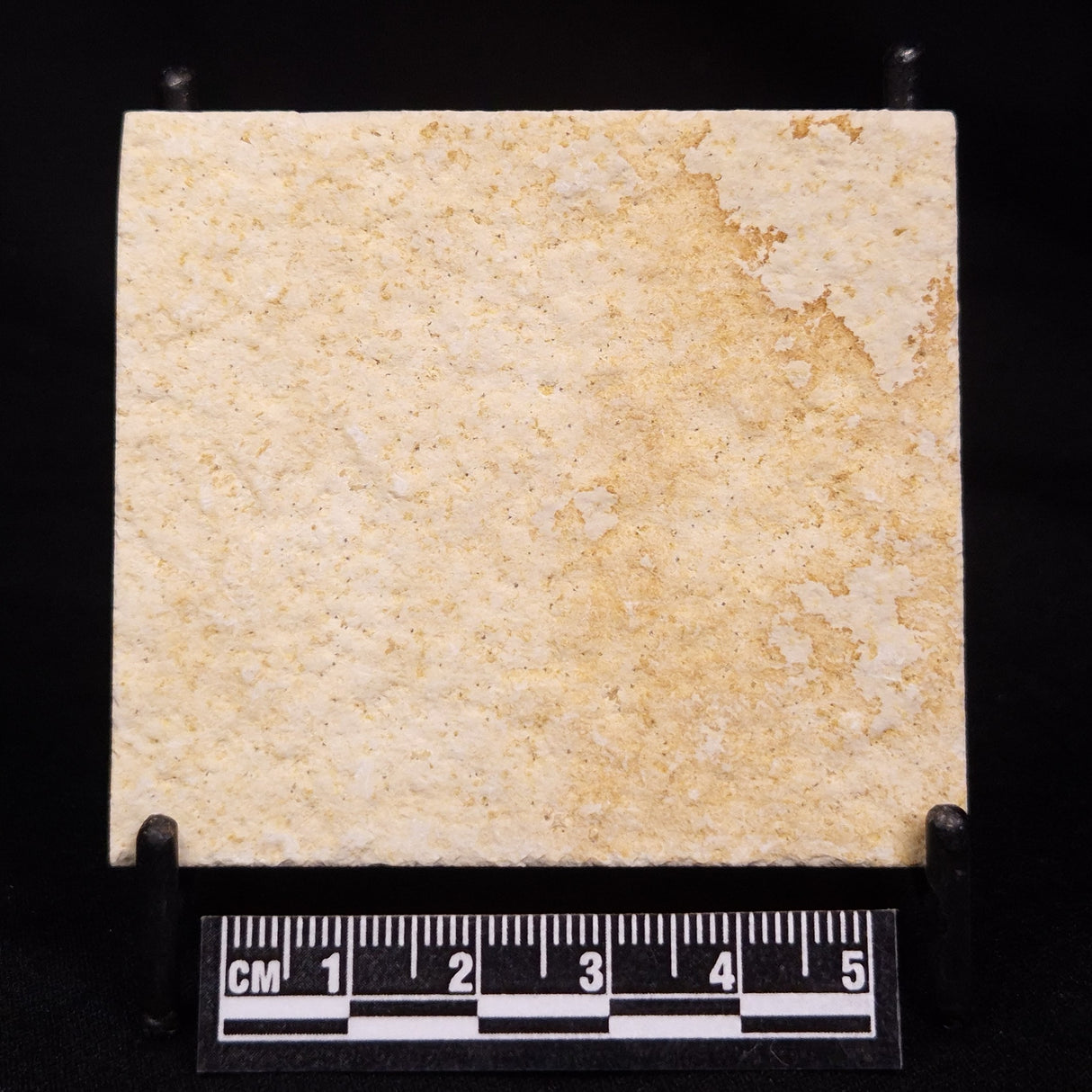 FLOATING CRINOID FOSSIL SACCOCOMA PECTINATA, Jurassic, Germany XFC048