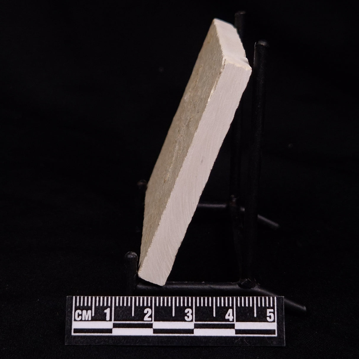 FLOATING CRINOID FOSSIL SACCOCOMA PECTINATA, Jurassic, Germany XFC048