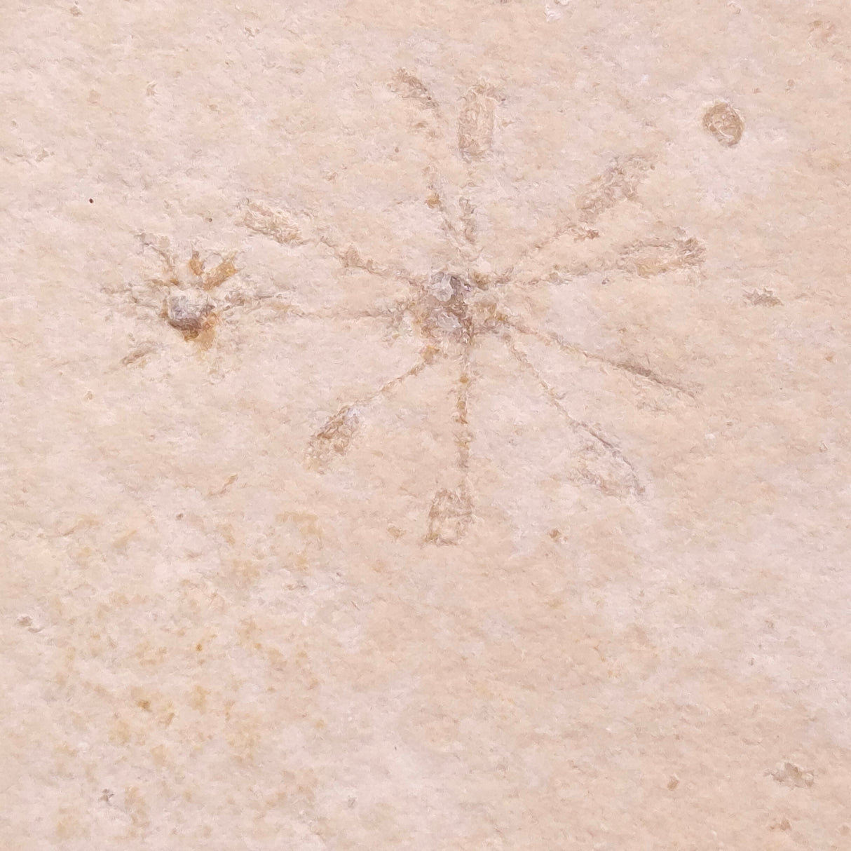 FLOATING CRINOID FOSSIL SACCOCOMA PECTINATA, Jurassic, Germany XFC049