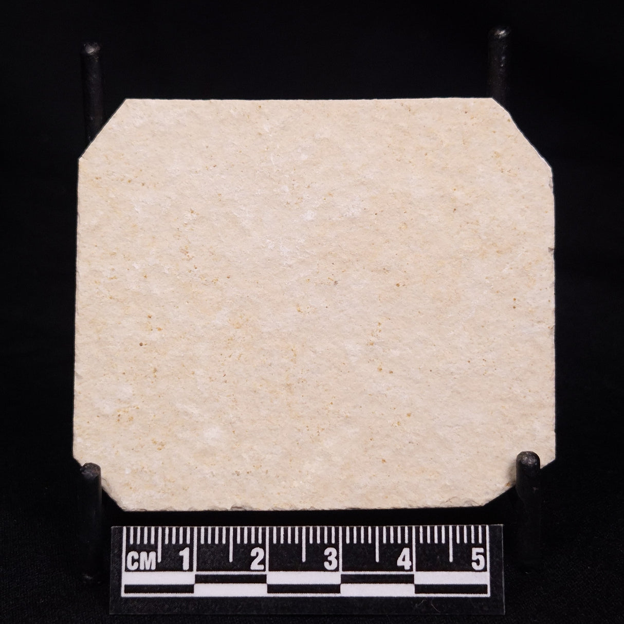 FLOATING CRINOID FOSSIL SACCOCOMA PECTINATA, Jurassic, Germany XFC049