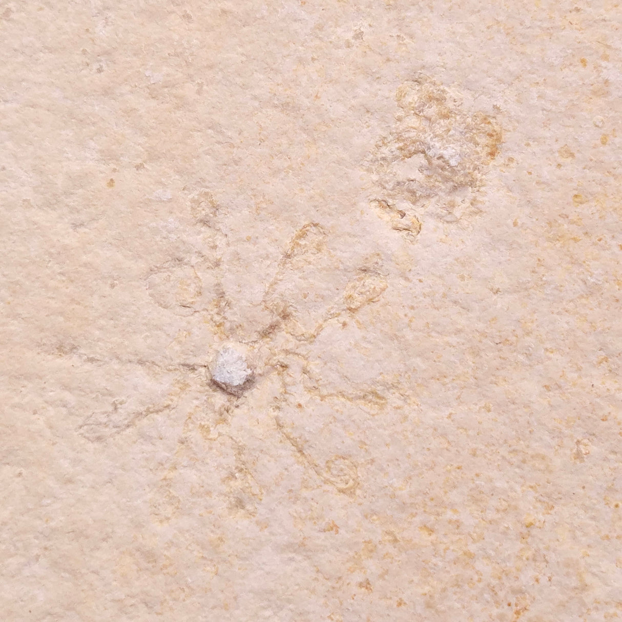 FLOATING CRINOID FOSSIL SACCOCOMA PECTINATA, Jurassic, Germany XFC050