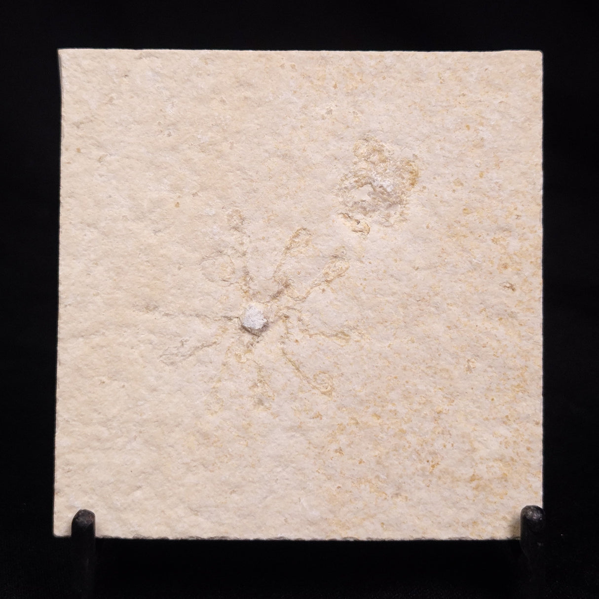 FLOATING CRINOID FOSSIL SACCOCOMA PECTINATA, Jurassic, Germany XFC050