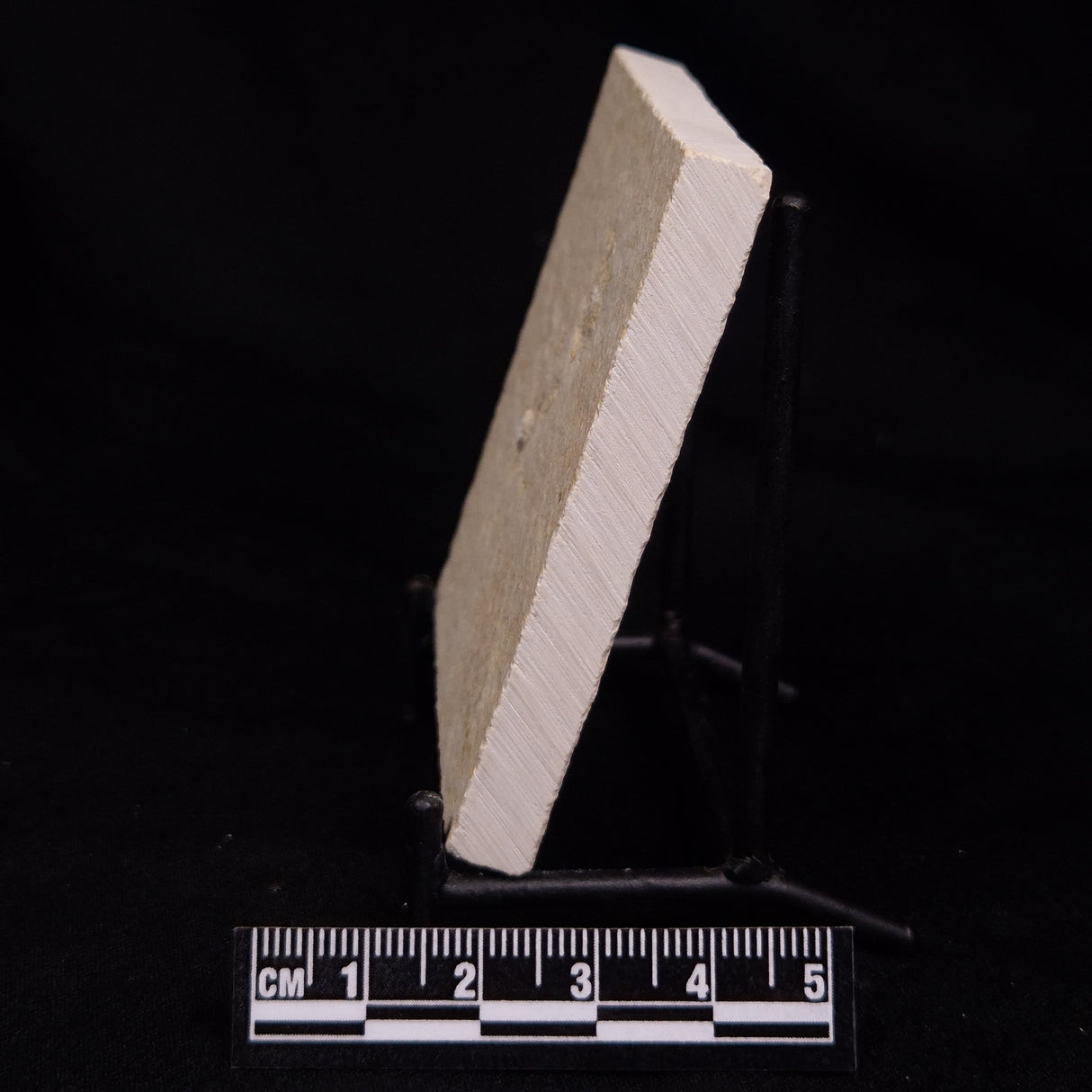 FLOATING CRINOID FOSSIL SACCOCOMA PECTINATA, Jurassic, Germany XFC050