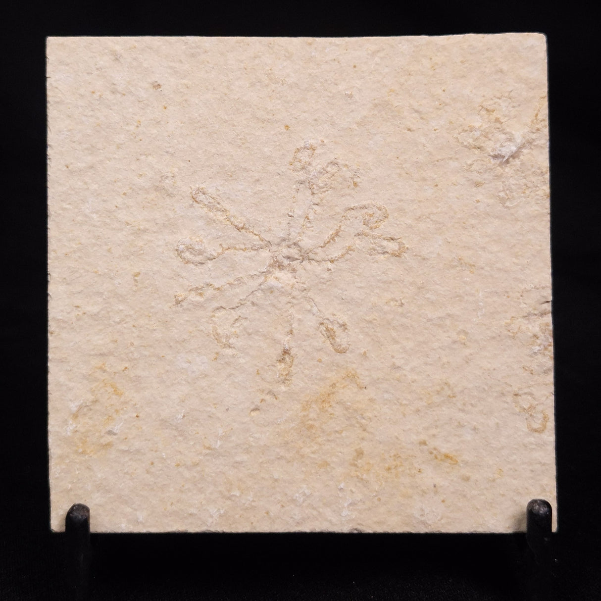 FLOATING CRINOID FOSSIL SACCOCOMA PECTINATA, Jurassic, Germany XFC051