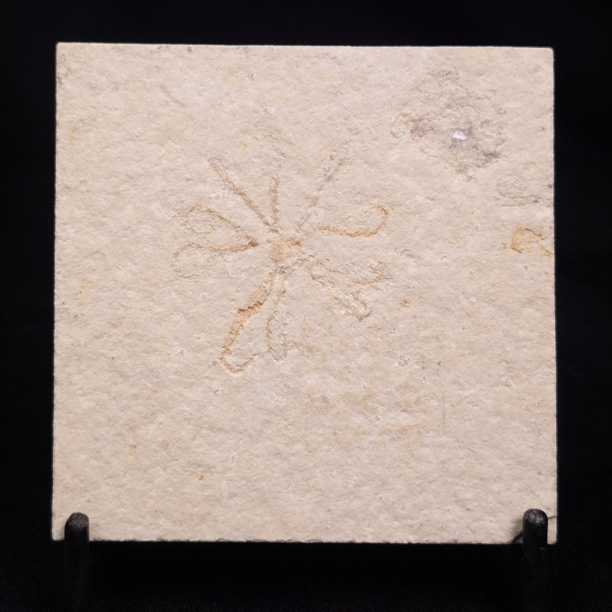 FLOATING CRINOID FOSSIL SACCOCOMA PECTINATA, Jurassic, Germany XFC052