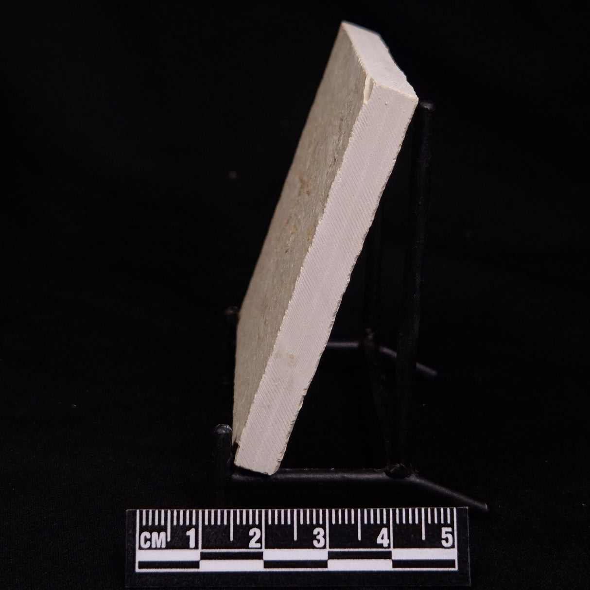 FLOATING CRINOID FOSSIL SACCOCOMA PECTINATA, Jurassic, Germany XFC052
