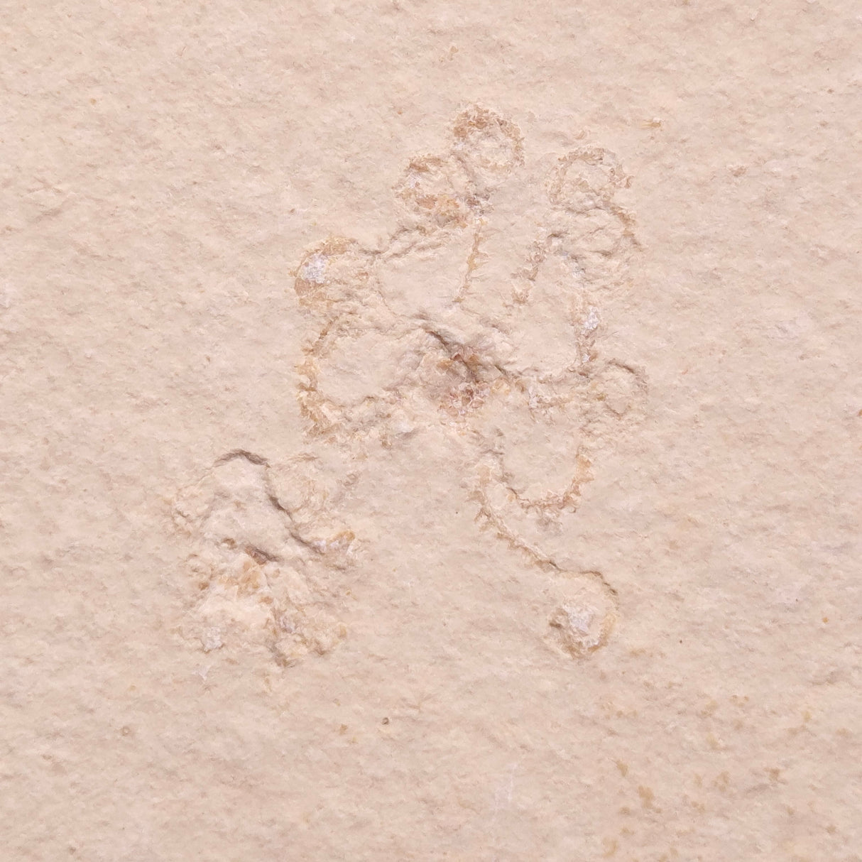 FLOATING CRINOID FOSSIL SACCOCOMA PECTINATA, Jurassic, Germany XFC053