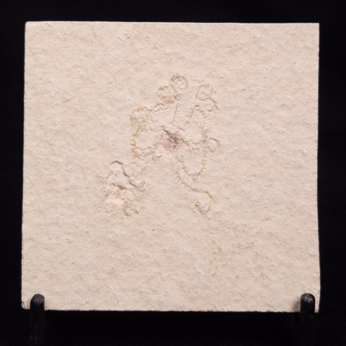 FLOATING CRINOID FOSSIL SACCOCOMA PECTINATA, Jurassic, Germany XFC053