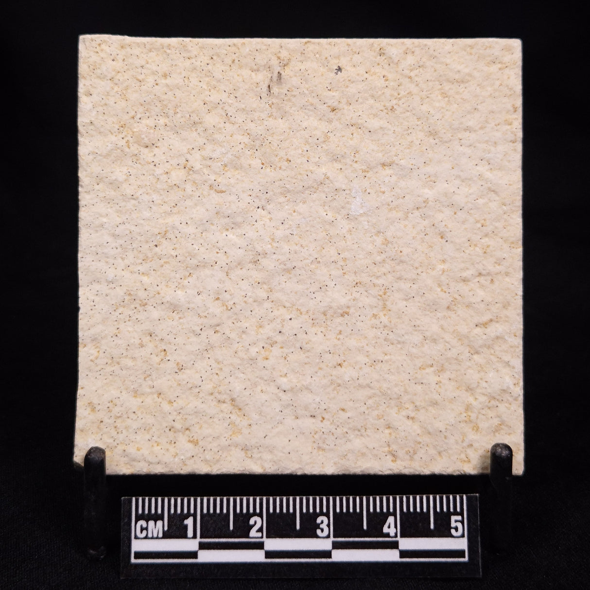 FLOATING CRINOID FOSSIL SACCOCOMA PECTINATA, Jurassic, Germany XFC053