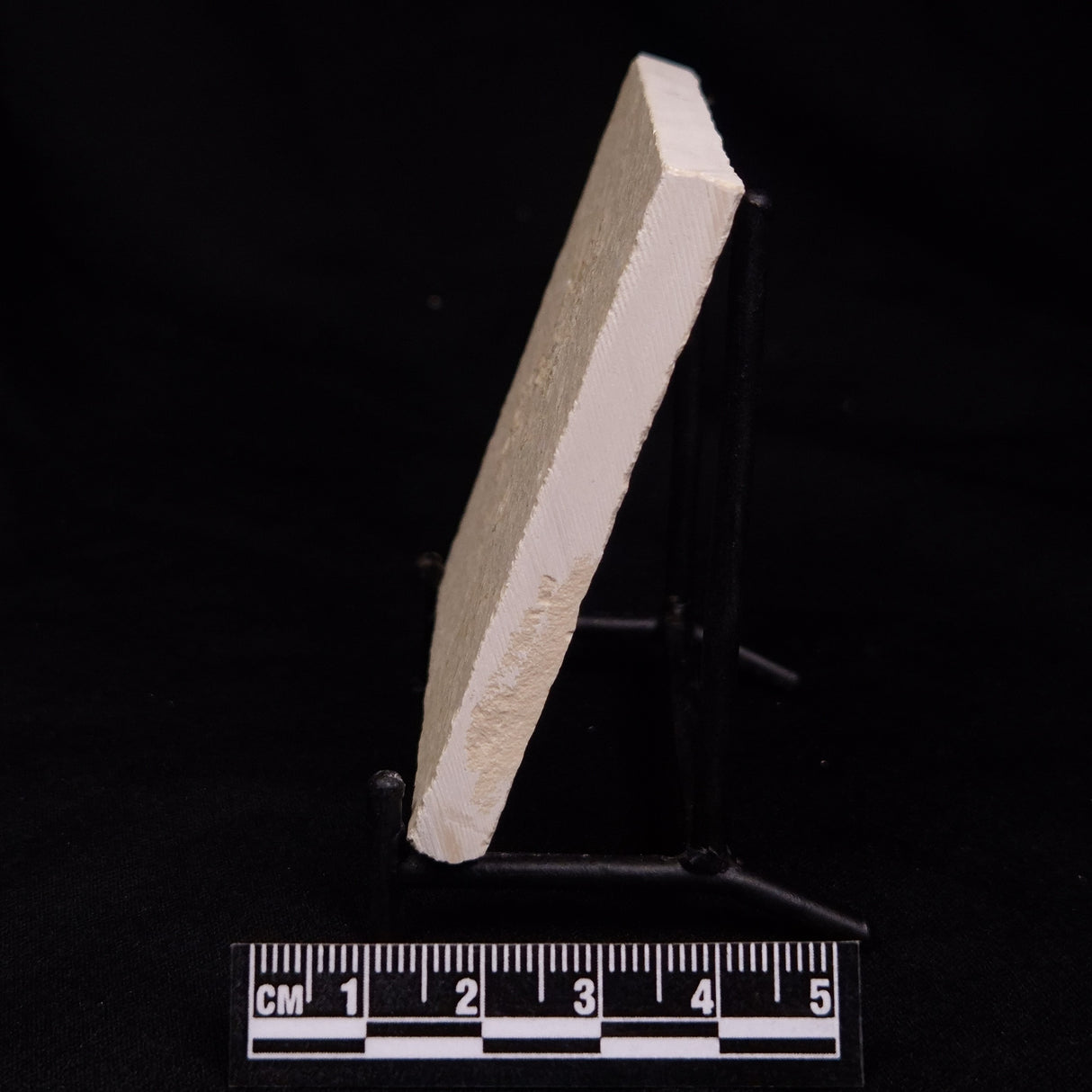 FLOATING CRINOID FOSSIL SACCOCOMA PECTINATA, Jurassic, Germany XFC053