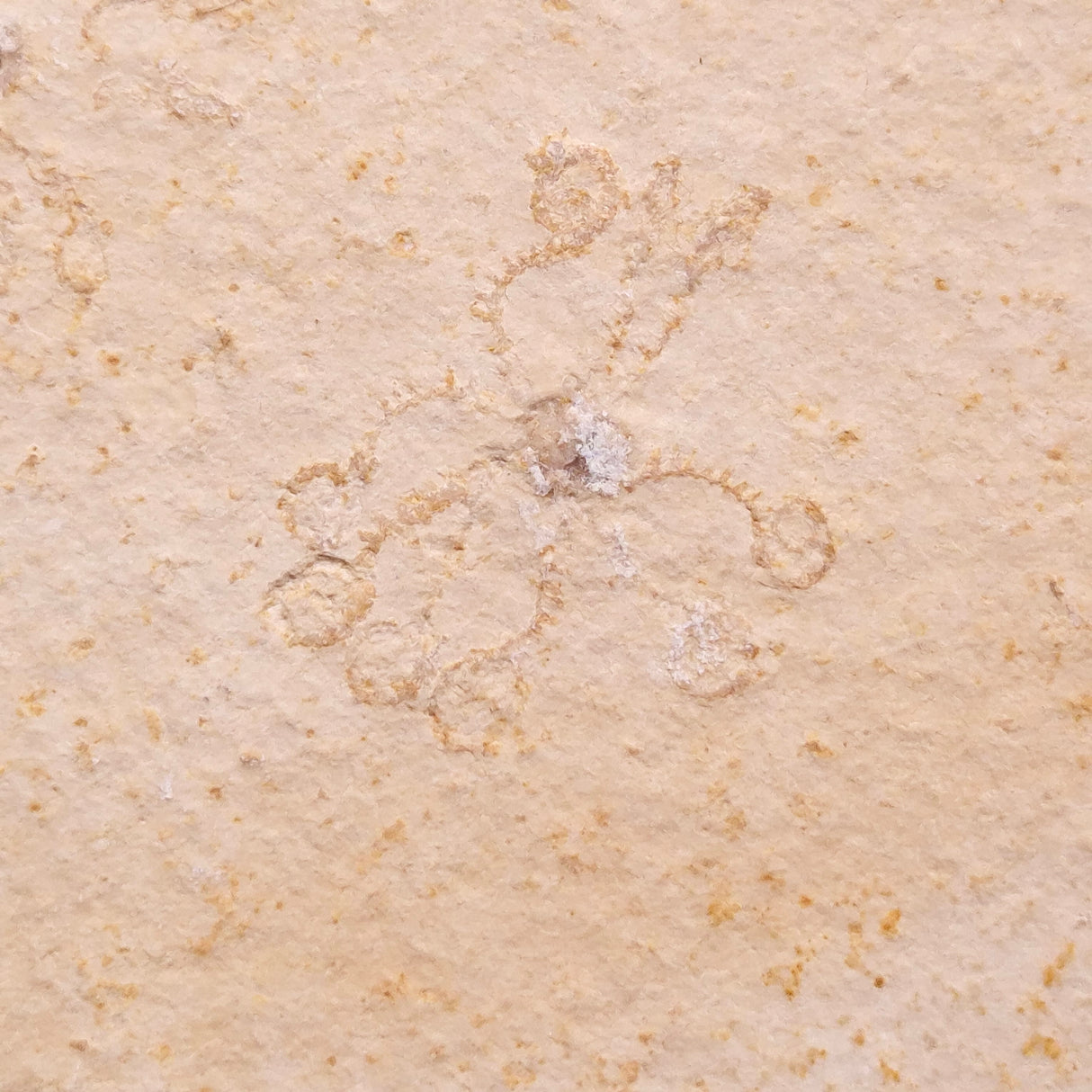 FLOATING CRINOID FOSSIL SACCOCOMA PECTINATA, Jurassic, Germany XFC054