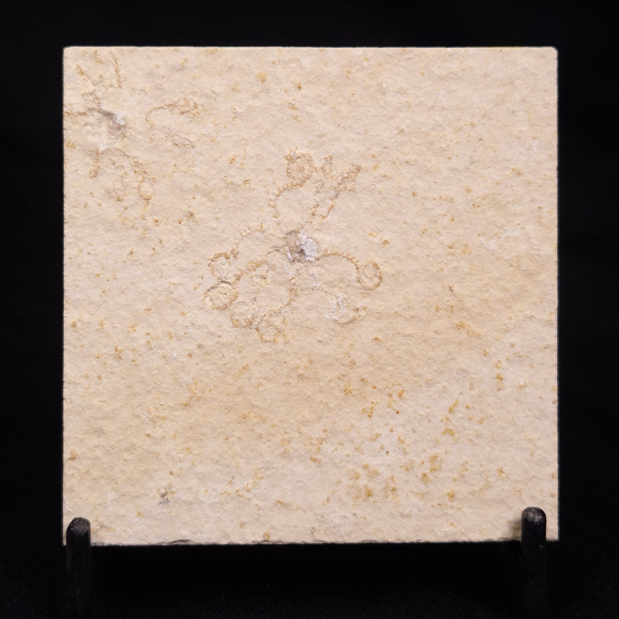 FLOATING CRINOID FOSSIL SACCOCOMA PECTINATA, Jurassic, Germany XFC054