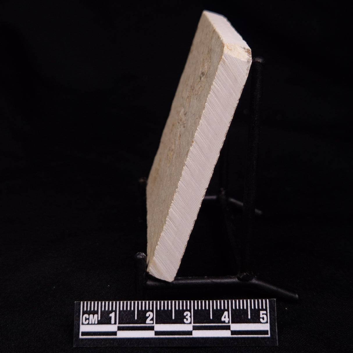 FLOATING CRINOID FOSSIL SACCOCOMA PECTINATA, Jurassic, Germany XFC055