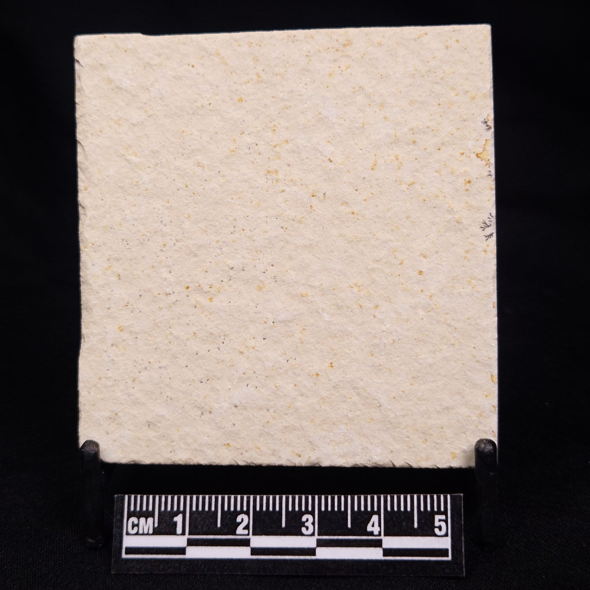 FLOATING CRINOID FOSSIL SACCOCOMA PECTINATA, Jurassic, Germany XFC056