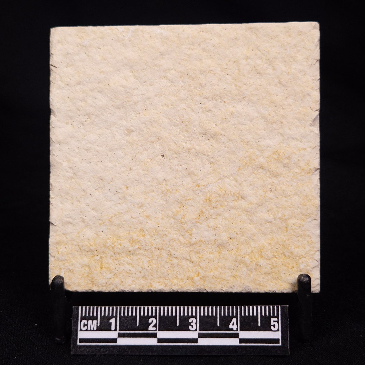 FLOATING CRINOID FOSSIL SACCOCOMA PECTINATA, Jurassic, Germany XFC057