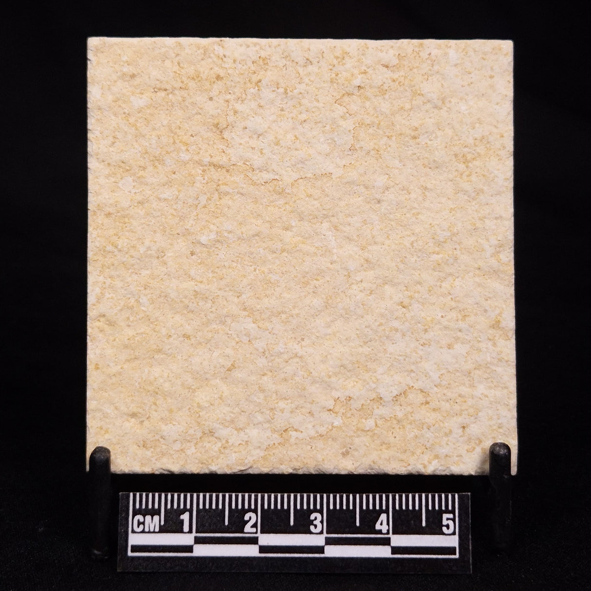 FLOATING CRINOID FOSSIL SACCOCOMA PECTINATA, Jurassic, Germany XFC059