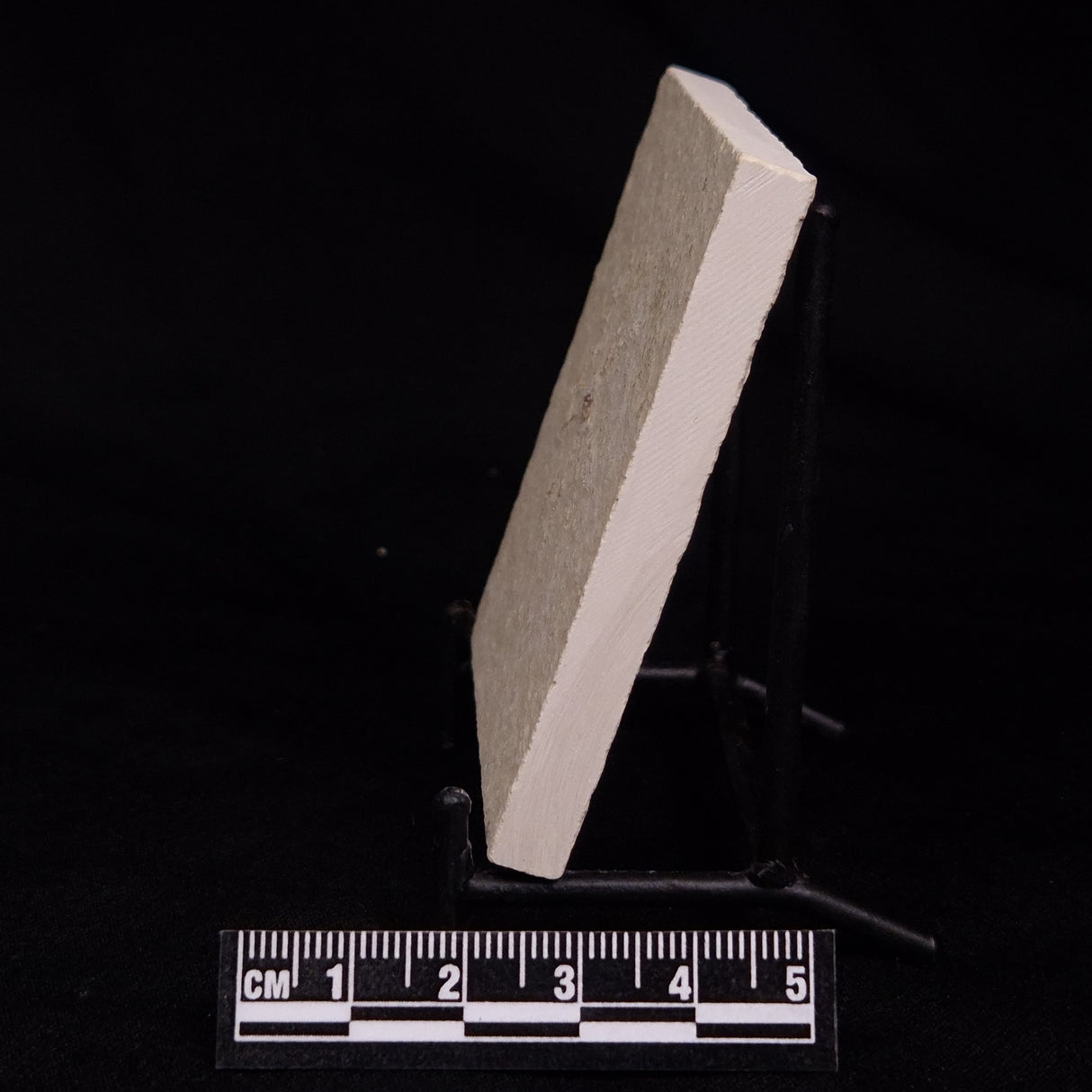 FLOATING CRINOID FOSSIL SACCOCOMA PECTINATA, Jurassic, Germany XFC059