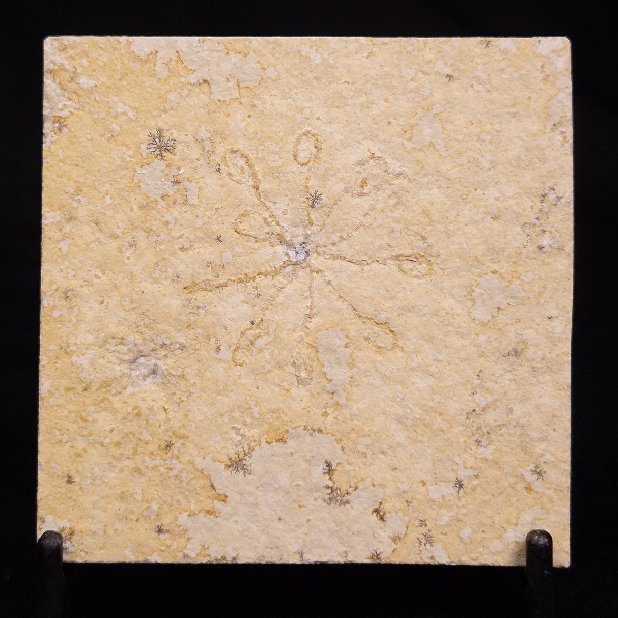 FLOATING CRINOID FOSSIL SACCOCOMA PECTINATA, Jurassic, Germany XFC060