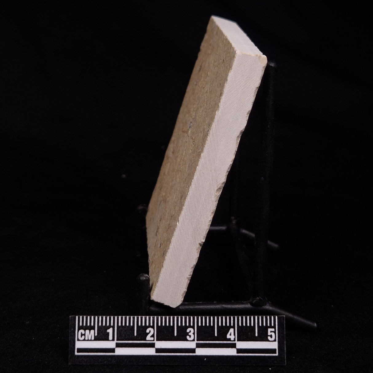 FLOATING CRINOID FOSSIL SACCOCOMA PECTINATA, Jurassic, Germany XFC060