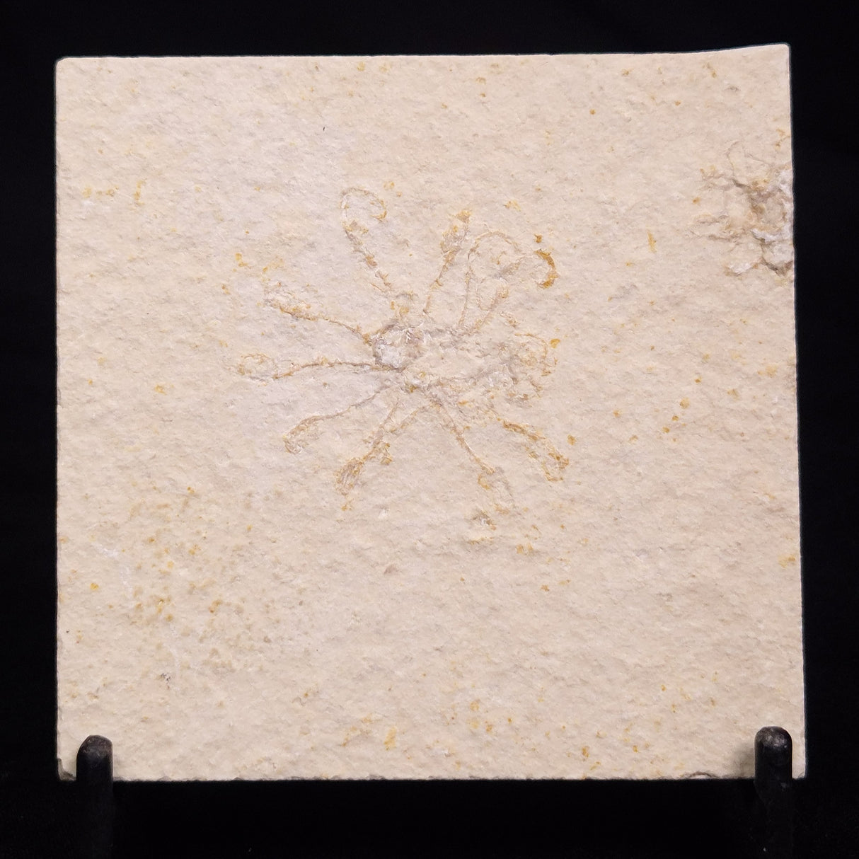 FLOATING CRINOID FOSSIL SACCOCOMA PECTINATA, Jurassic, Germany XFC061