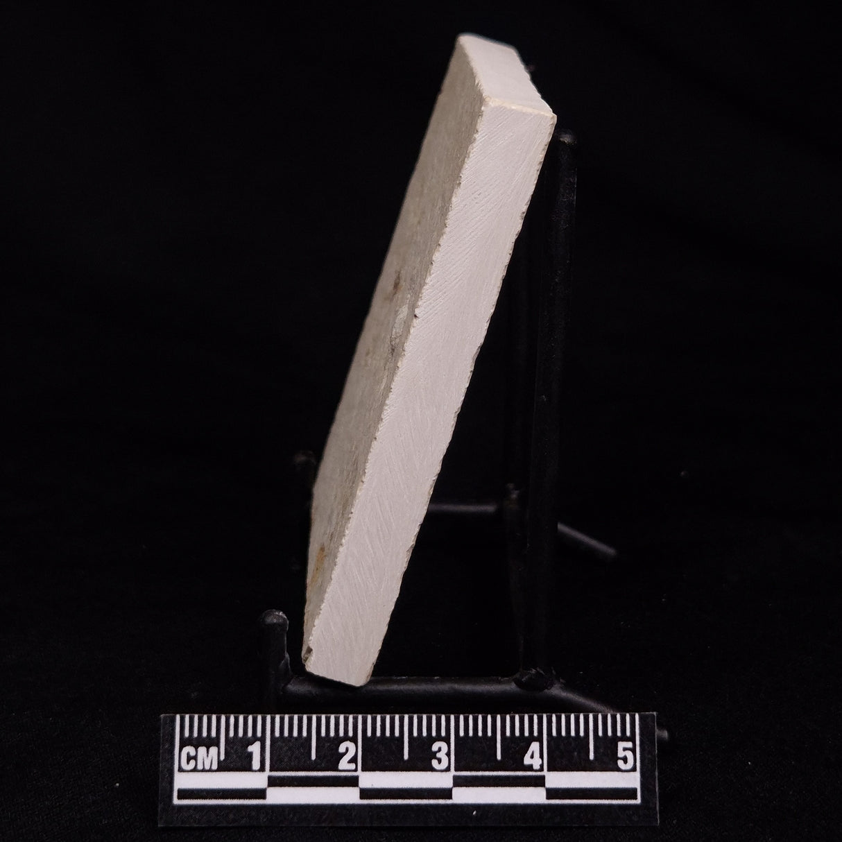 FLOATING CRINOID FOSSIL SACCOCOMA PECTINATA, Jurassic, Germany XFC062