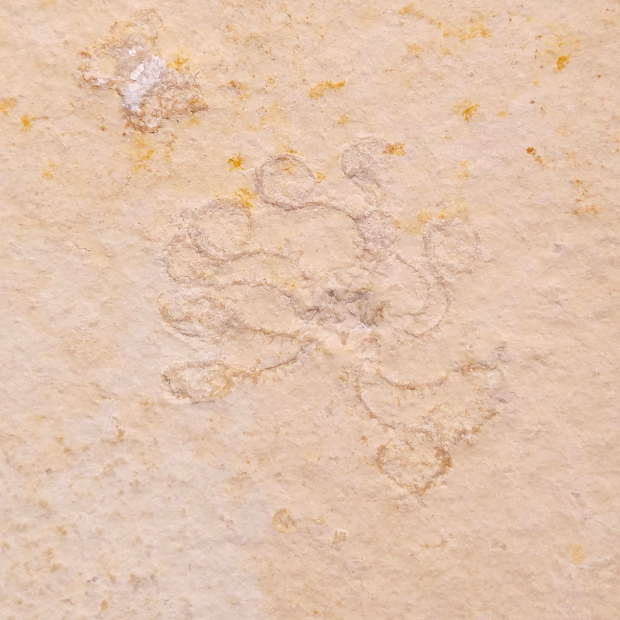 FLOATING CRINOID FOSSIL SACCOCOMA PECTINATA, Jurassic, Germany XFC064