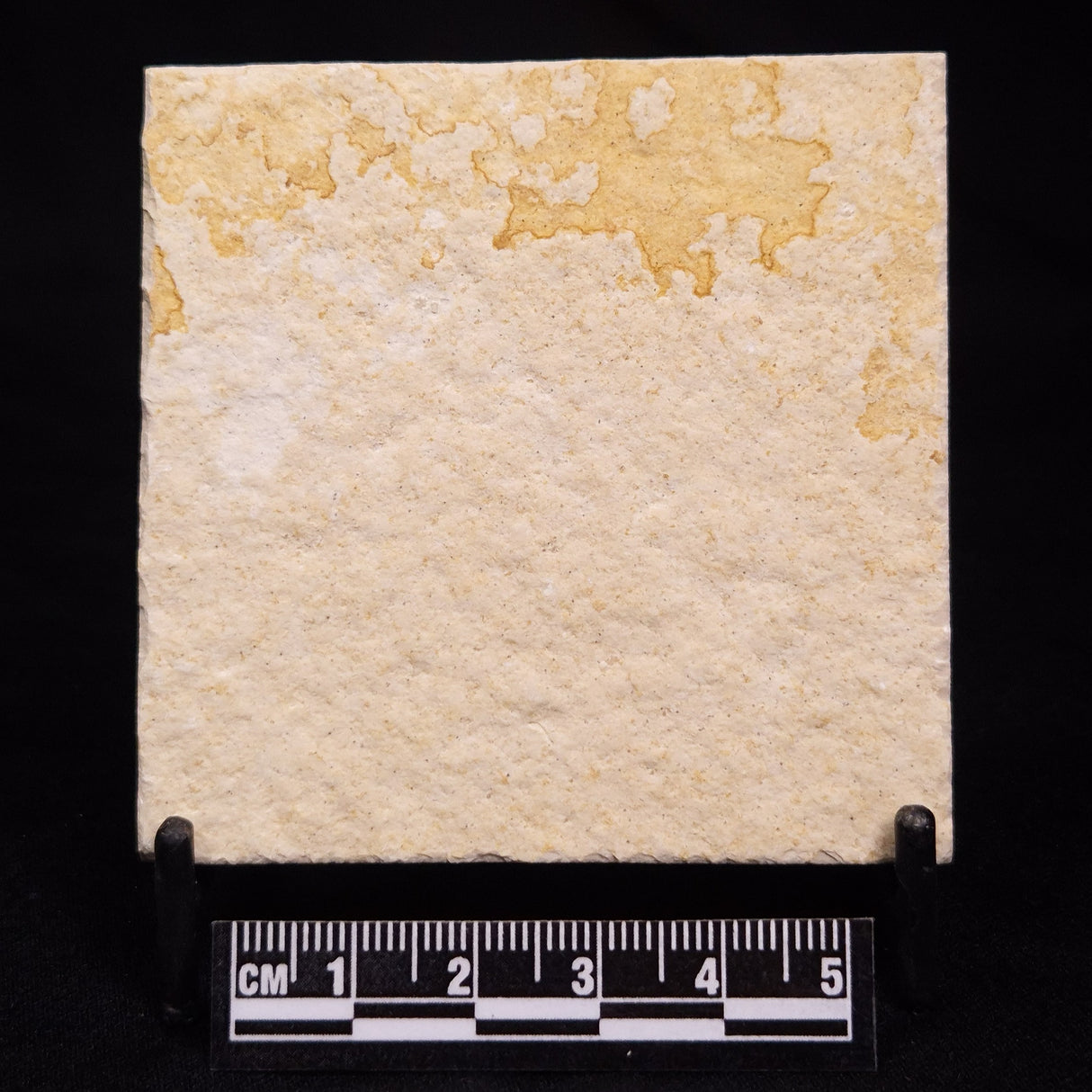 FLOATING CRINOID FOSSIL SACCOCOMA PECTINATA, Jurassic, Germany XFC064