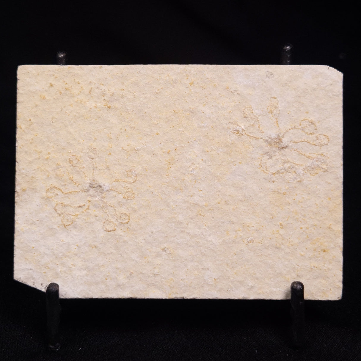 FLOATING CRINOID FOSSIL SACCOCOMA PECTINATA, Jurassic, Germany XFC065