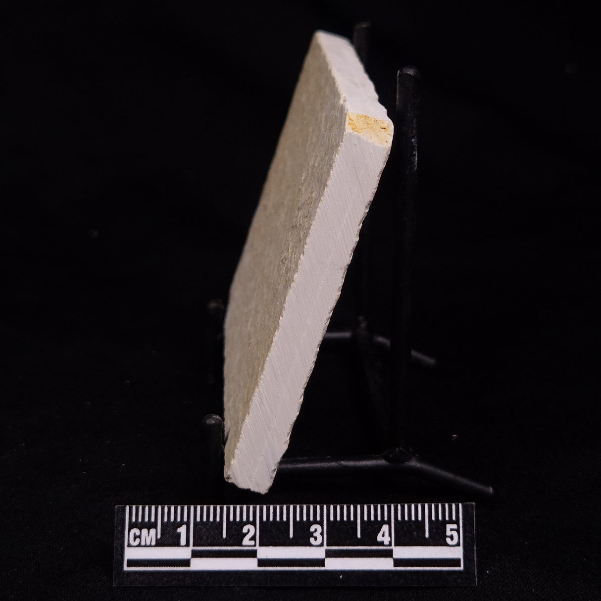 FLOATING CRINOID FOSSIL SACCOCOMA PECTINATA, Jurassic, Germany XFC065