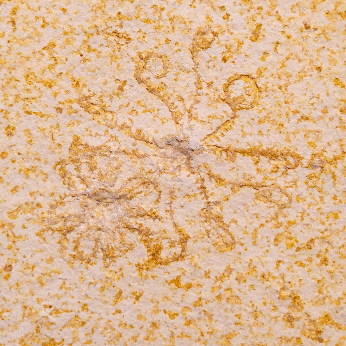 FLOATING CRINOID FOSSIL SACCOCOMA PECTINATA, Jurassic, Germany XFC066
