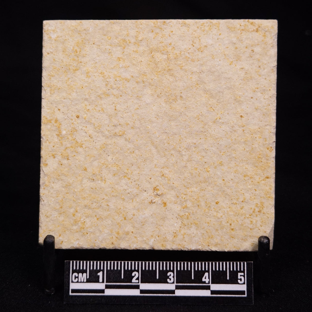 FLOATING CRINOID FOSSIL SACCOCOMA PECTINATA, Jurassic, Germany XFC068