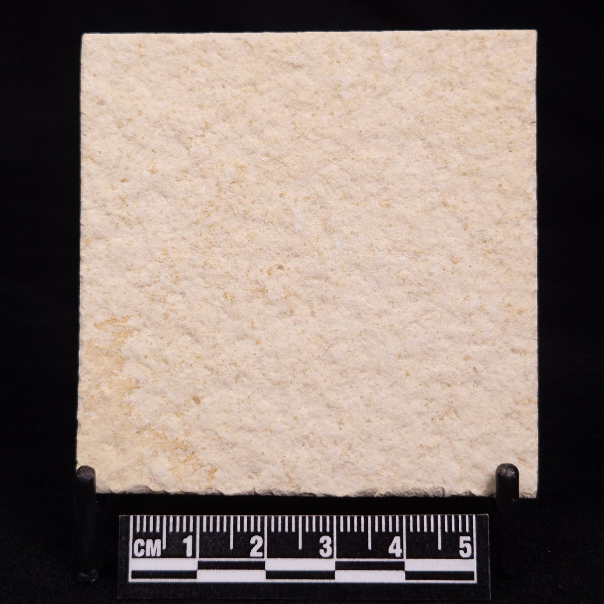 FLOATING CRINOID FOSSIL SACCOCOMA PECTINATA, Jurassic, Germany XFC069