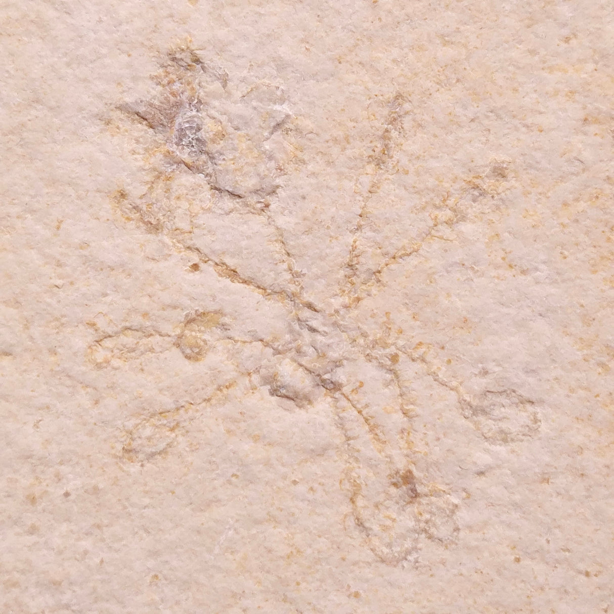 FLOATING CRINOID FOSSIL SACCOCOMA PECTINATA, Jurassic, Germany XFC070