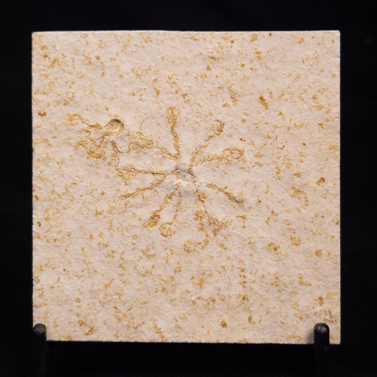 FLOATING CRINOID FOSSIL SACCOCOMA PECTINATA, Jurassic, Germany XFC072