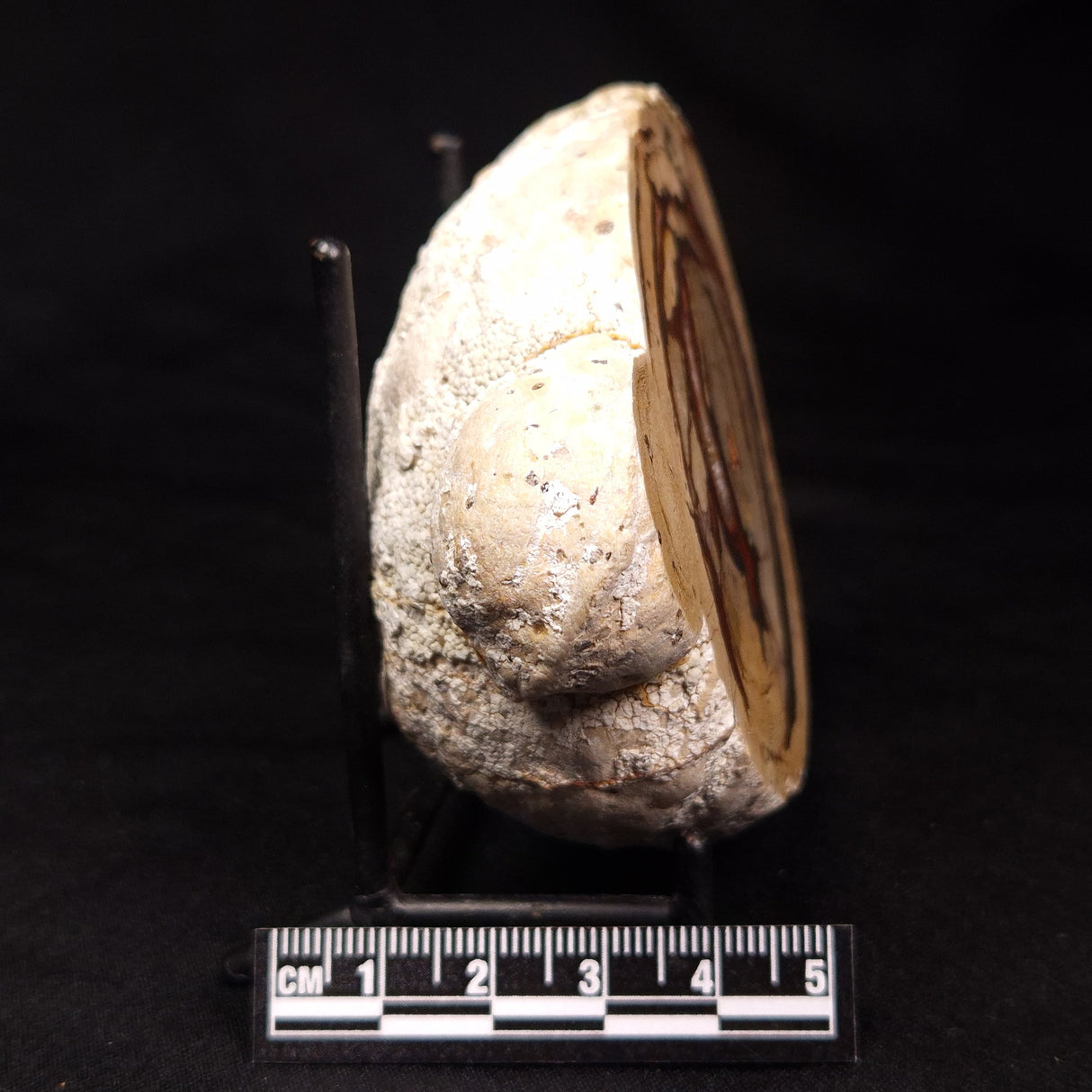 THUNDER EGG, Australia ZTE012