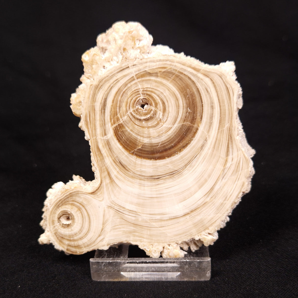 CAVE MICROBIALITE, Holocene, Morocco ZCS009