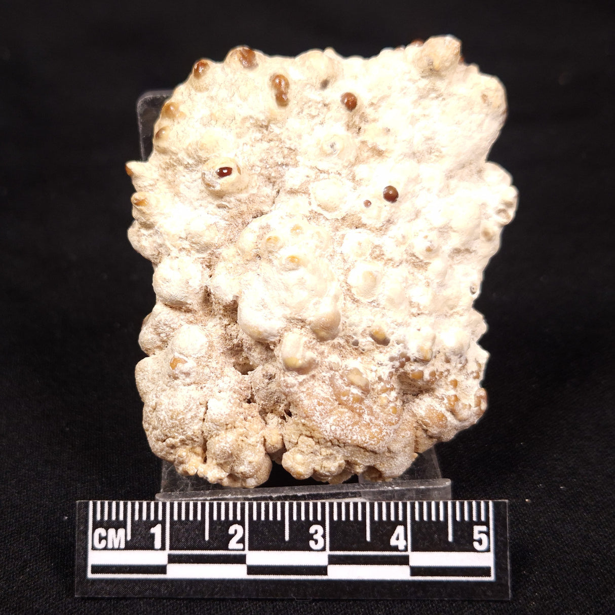 CAVE MICROBIALITE, Holocene, Morocco ZCS010