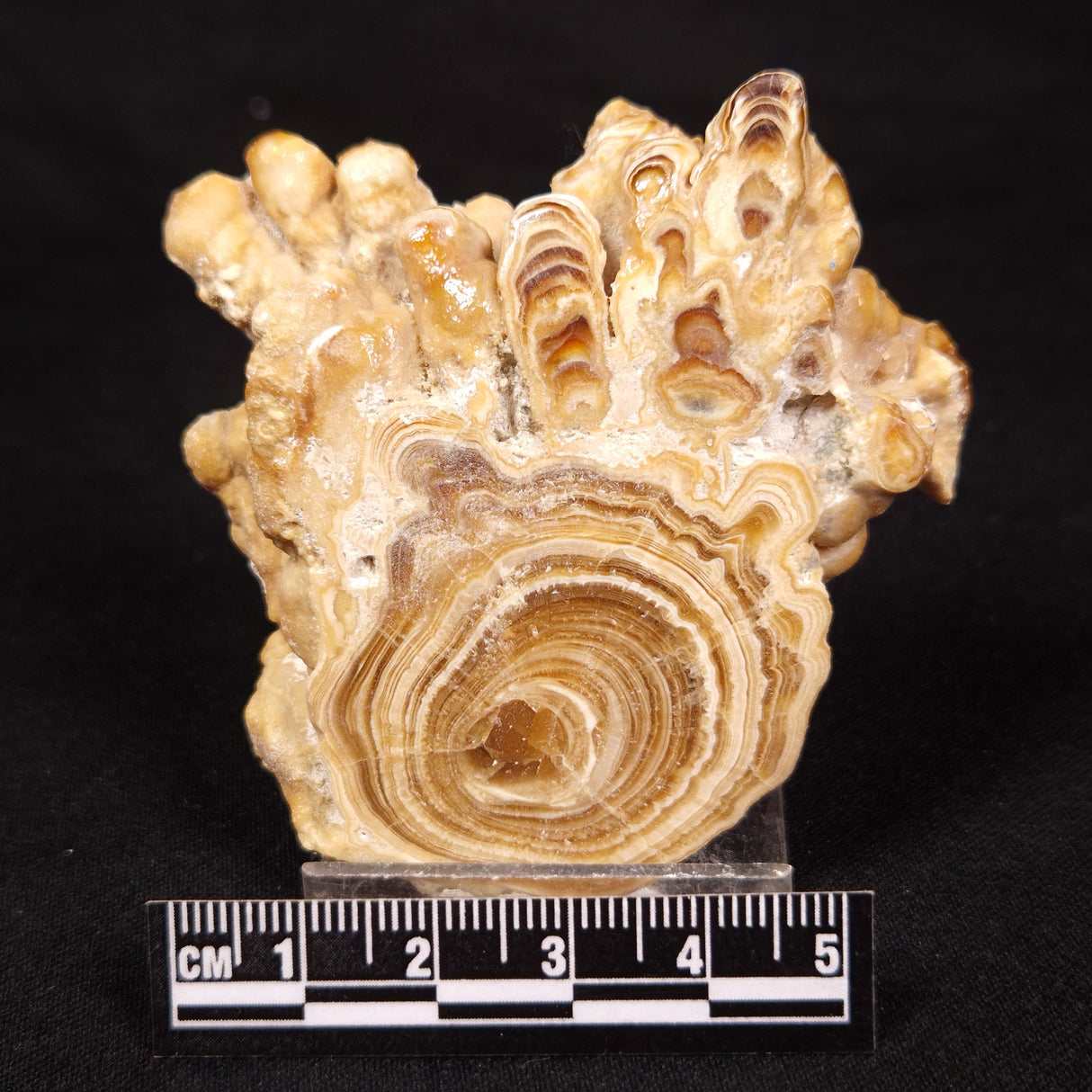 CAVE MICROBIALITE, Holocene, Morocco ZCS011