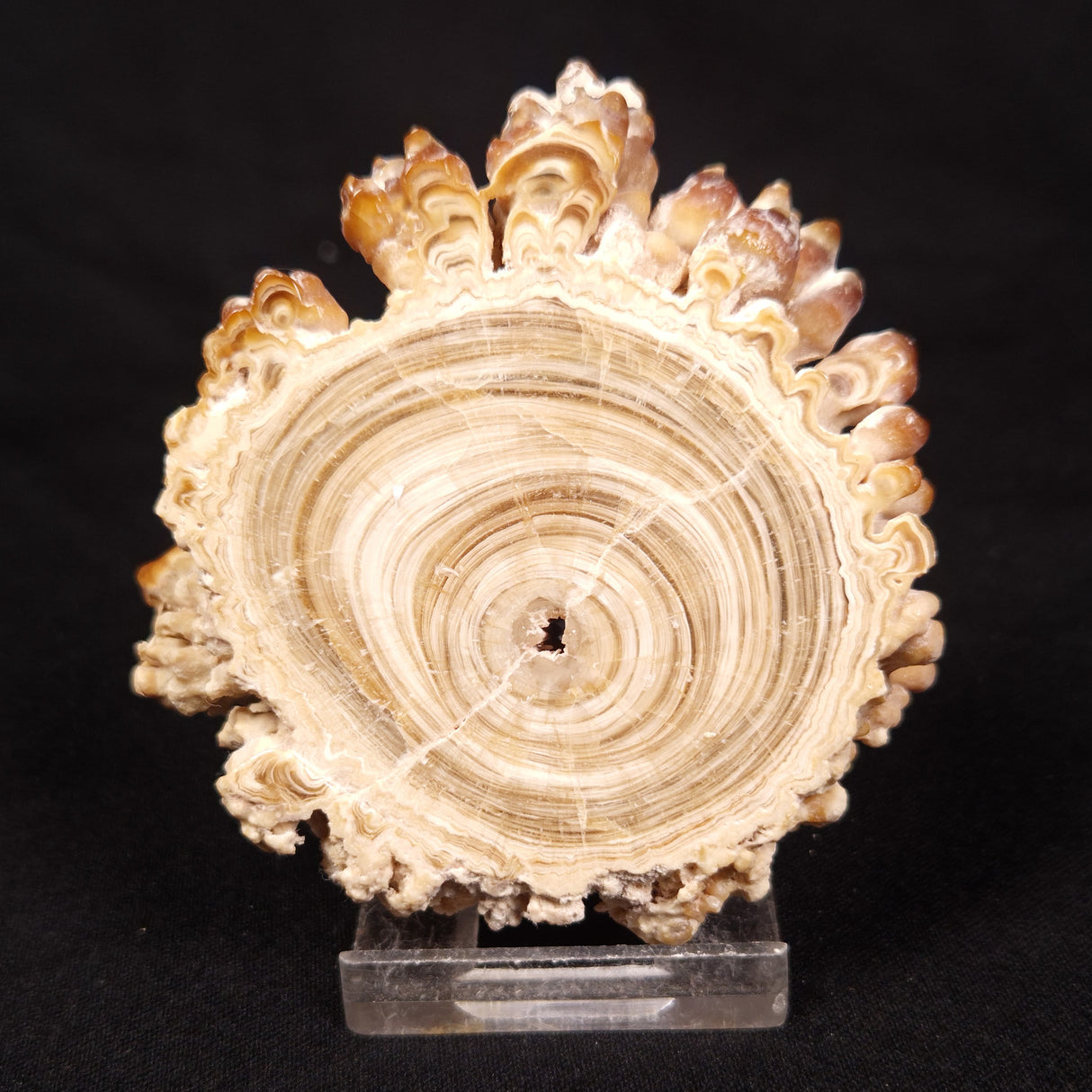 CAVE MICROBIALITE, Holocene, Morocco ZCS012