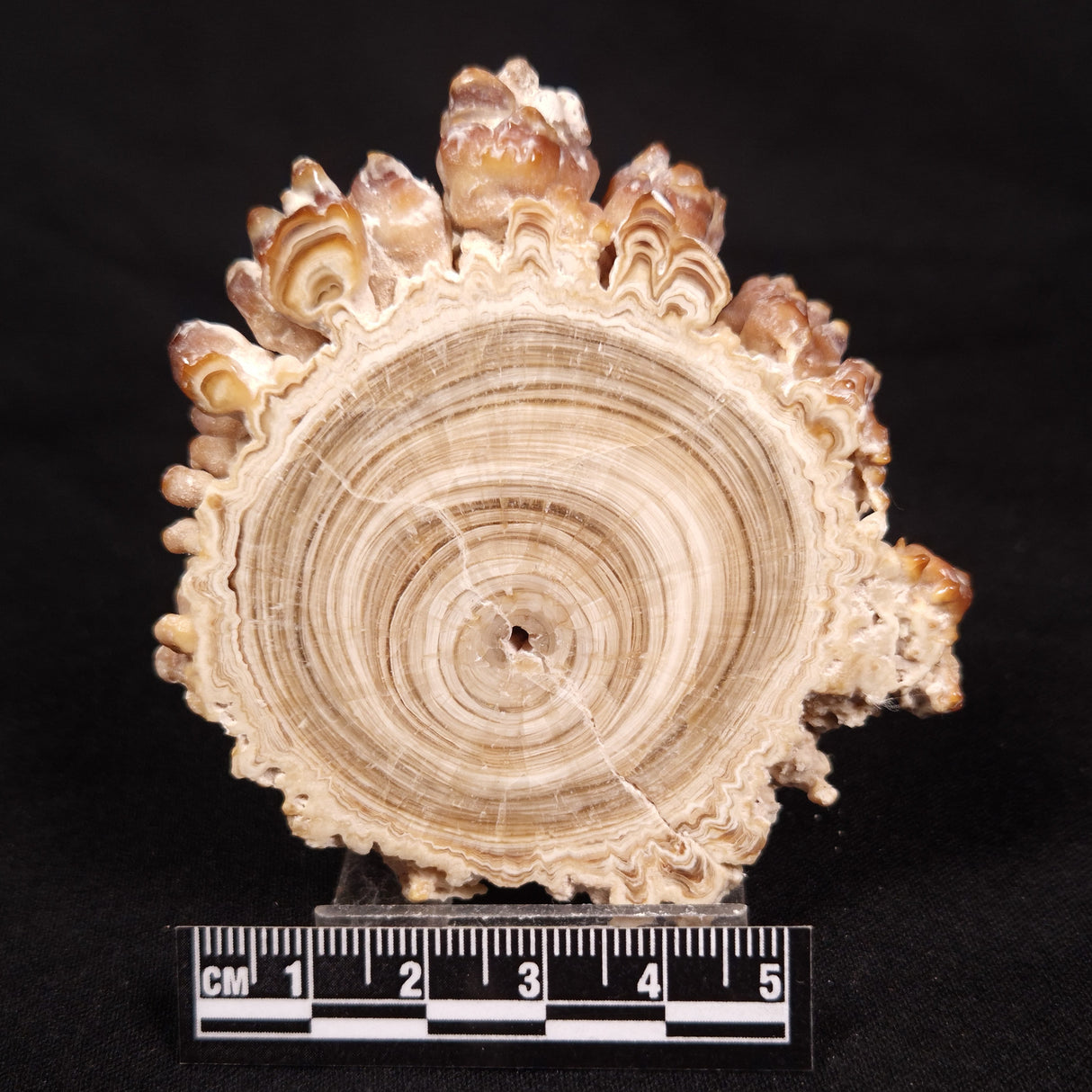 CAVE MICROBIALITE, Holocene, Morocco ZCS012
