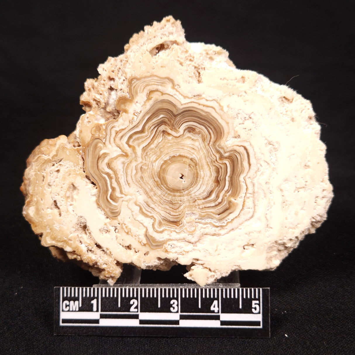 CAVE MICROBIALITE, Holocene, Morocco ZCS014