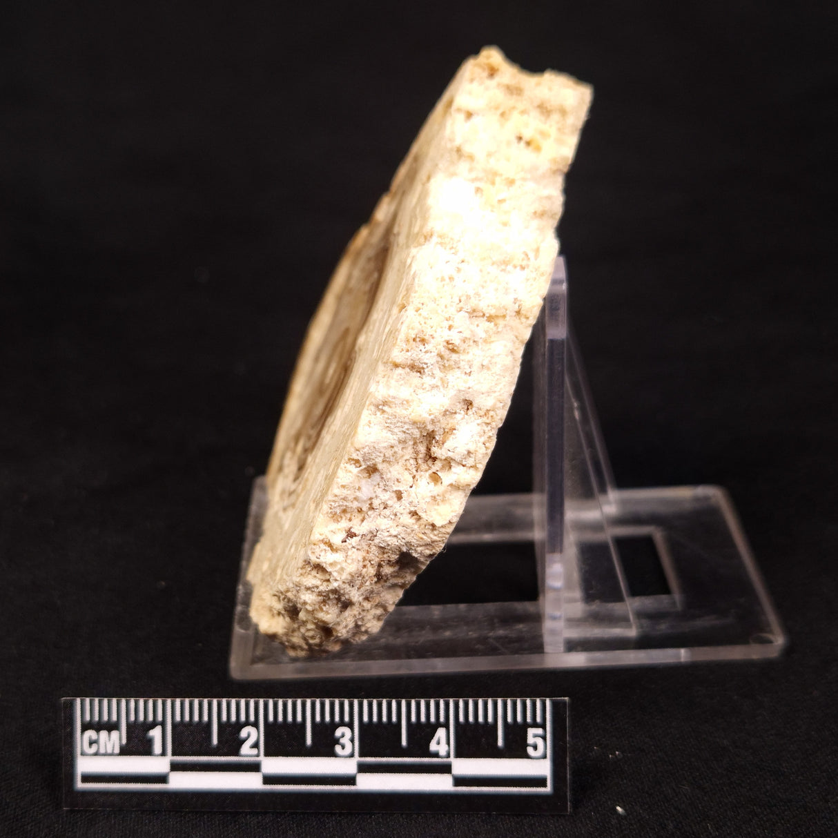 CAVE MICROBIALITE, Holocene, Morocco ZCS014