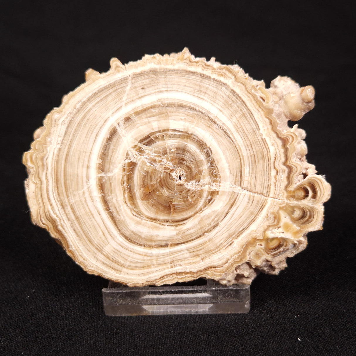 CAVE MICROBIALITE, Holocene, Morocco ZCS015
