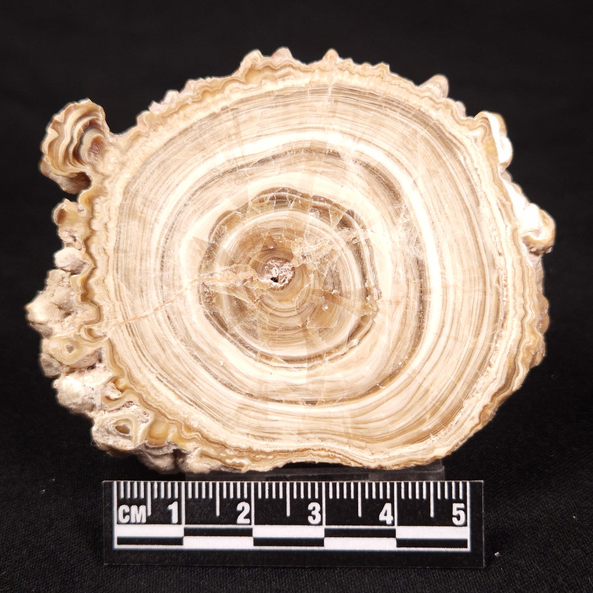 CAVE MICROBIALITE, Holocene, Morocco ZCS015