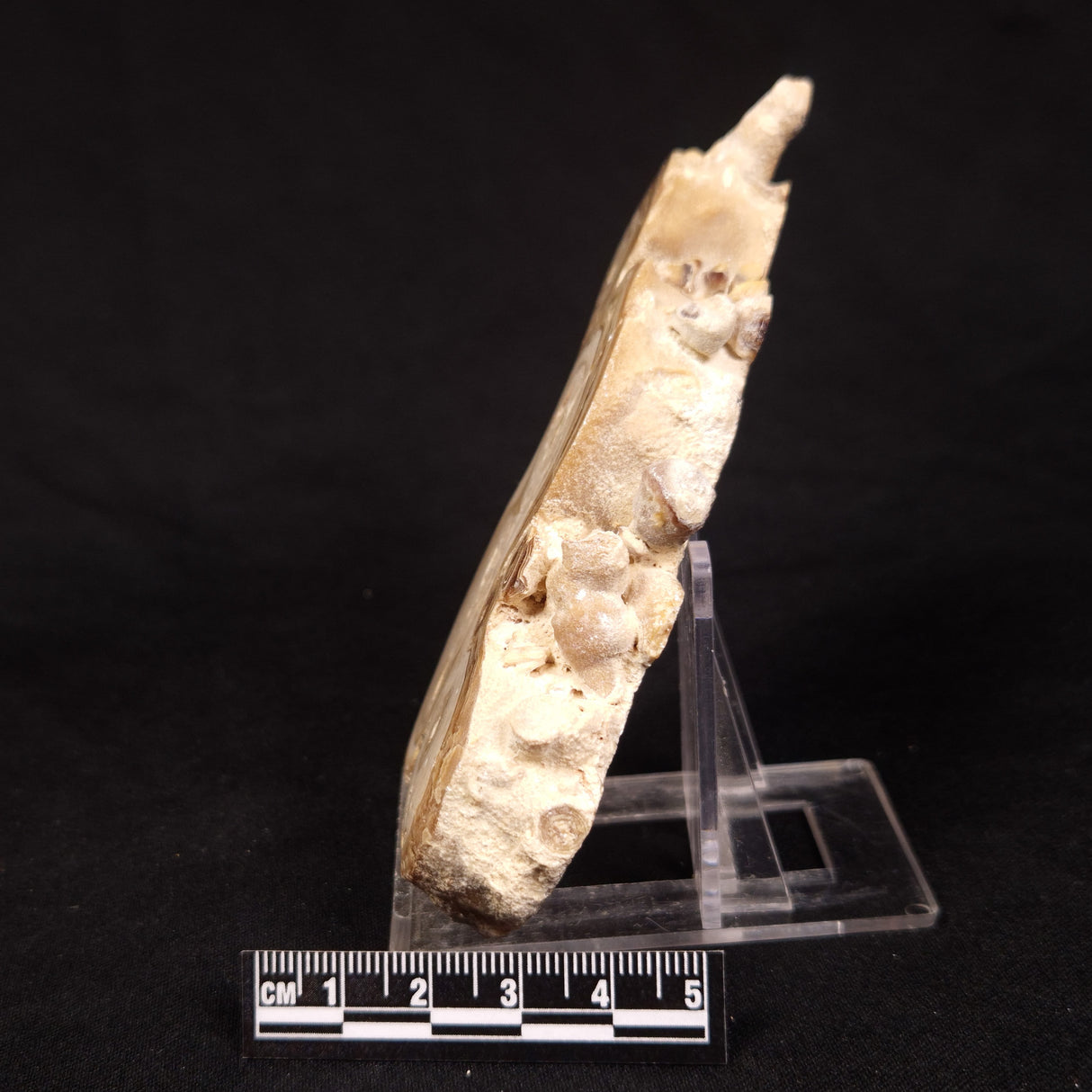 CAVE MICROBIALITE, Holocene, Morocco ZCS016