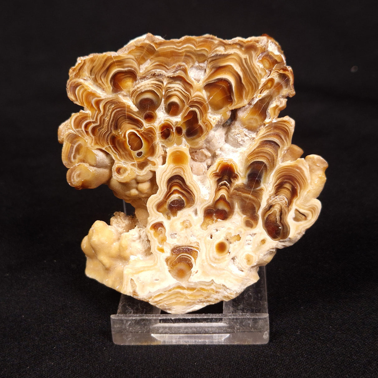 CAVE MICROBIALITE, Holocene, Morocco ZCS005