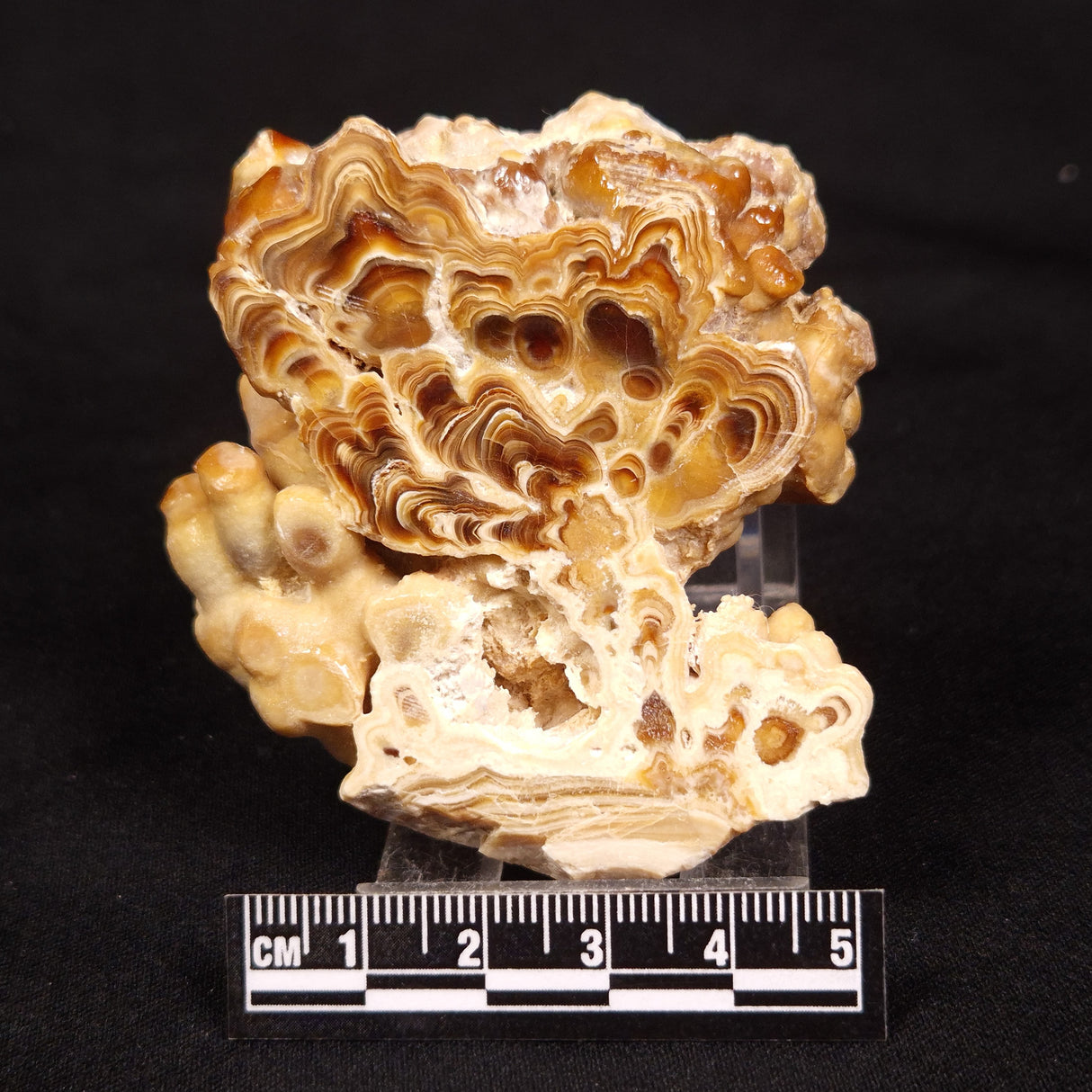 CAVE MICROBIALITE, Holocene, Morocco ZCS005