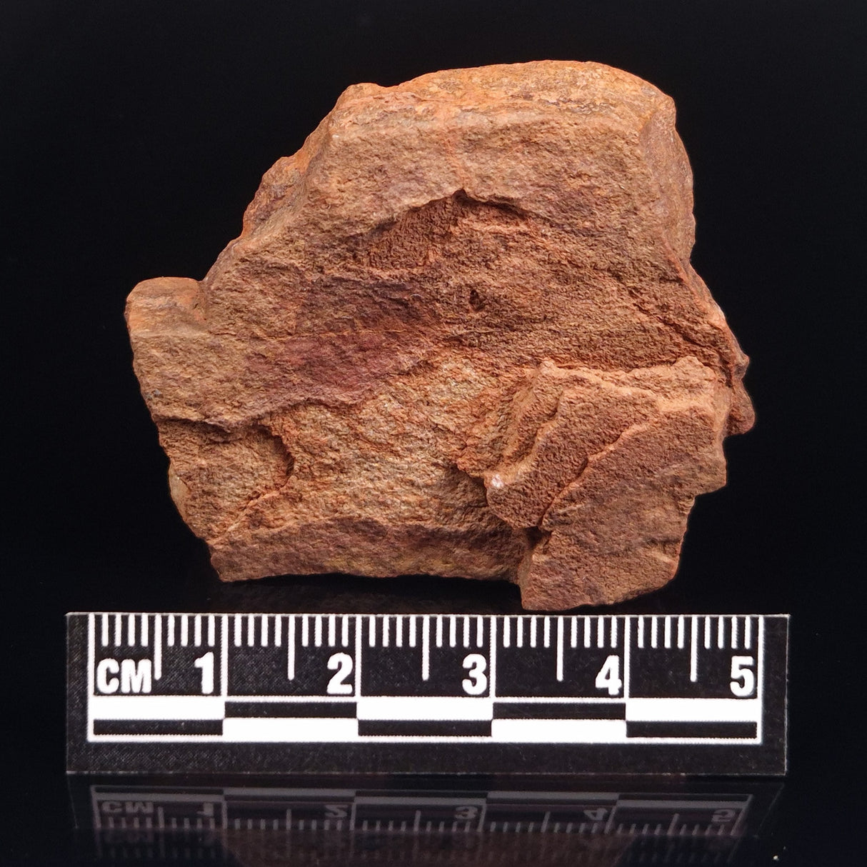 HORODYSKIA WILLIAMSII, Mesoproterozoic, Australia XHW002