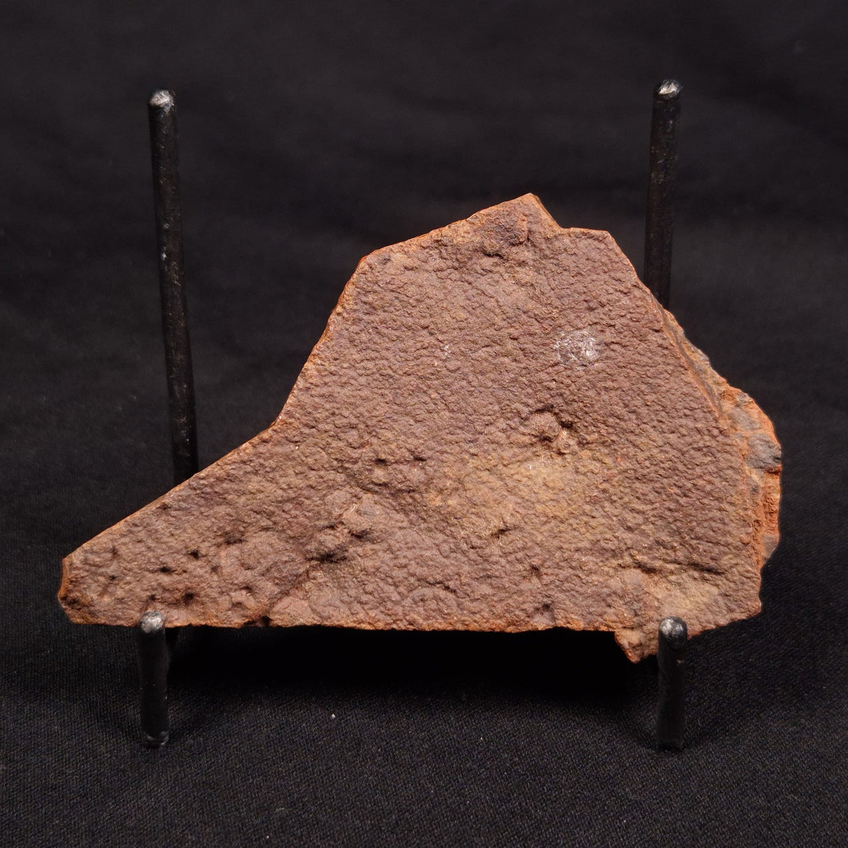 HORODYSKIA WILLIAMSII, Mesoproterozoic, Australia XHW004